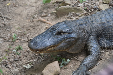 portrait of an American Alligator, Alligator mississippiensis