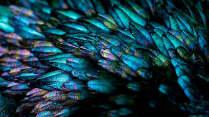 Rooster feathers. Indian rooster bright color feathers.