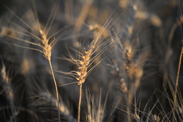 field of wheat, wheat ears, field of wheat ears, Ukrainian field, grain fields, wheat Ukrainian gold death spikelet field	

