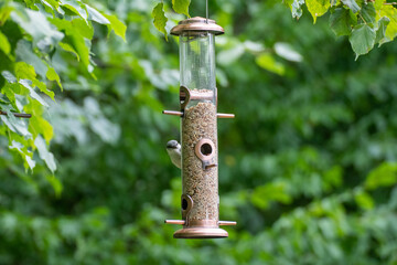 Great tit bird on a bird feeder outdoors