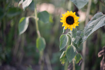 Sonnenblume 