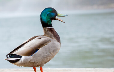 Male Mallard duck standing on a dock quacking