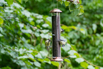 Great tit bird on a bird feeder outdoors
