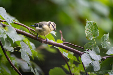 A great tit bird on a branch of a tree