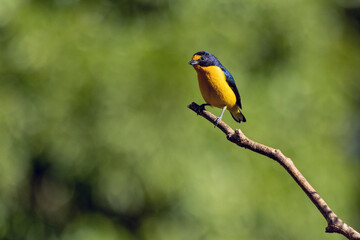 A tropical bird Violaceous euphonia as know as gaturamo perching in a branch tree.  Green background, Species Euphonia violacea. Birdwatching. Animal world. Yellow bird.