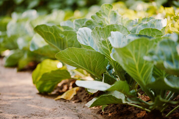 Rows of fresh cabbage plants in the garden