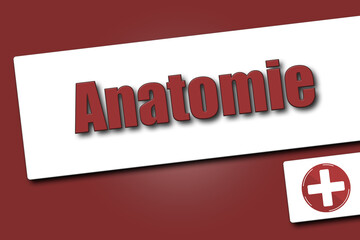 Anatomie