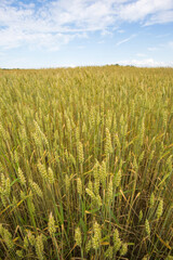 Wheat ears on the field