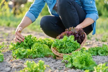 Close-up of hands harvesting lettuce leaves on garden bed