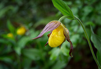 lady slipper in the forest