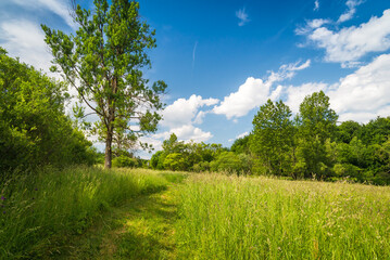 Fototapeta na wymiar Zielona łąka z drzewem pod błękitnym niebem w słoneczny dzień