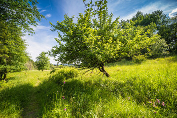 Zielona łąka z drzewem pod błękitnym niebem w słoneczny dzień