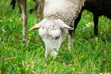Naklejka na ściany i meble Farm brown sheep graze in pasture. Flock of sheep eating grass in meadow.