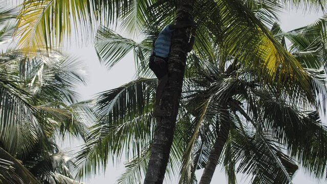 a man climbs a palm tree