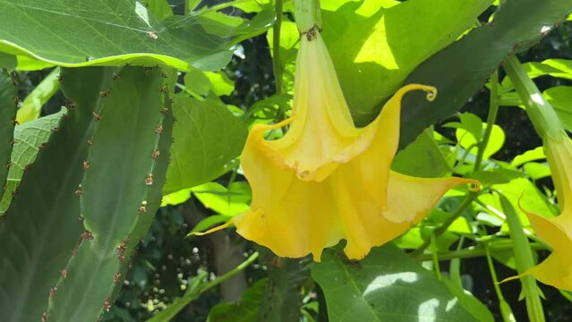 Footage of angel trumpets (Brugmansia candida) in the Glass House, Royal Leamington Spa Flower