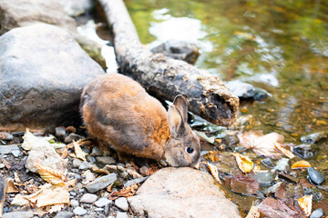 Naklejka na ściany i meble Young rabbit drinking water from the river, wildlife animals at the countryside, mammal of the forest