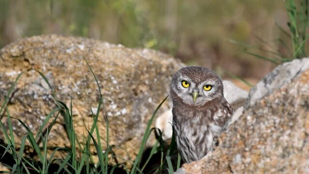 Young little owl Athena noctua hides in the rocks.