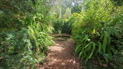 Green Bushes around a Small Pond 