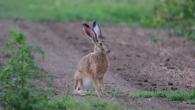 European hare Lepus europaeus, also known as the brown hare, are standing on a country road eating grass.