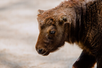 Face portrait of a young mishmi takin