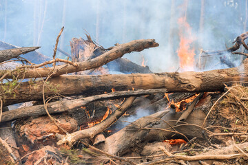 The forest is uprooted and burned during the development of land for construction, as well an environmental problem