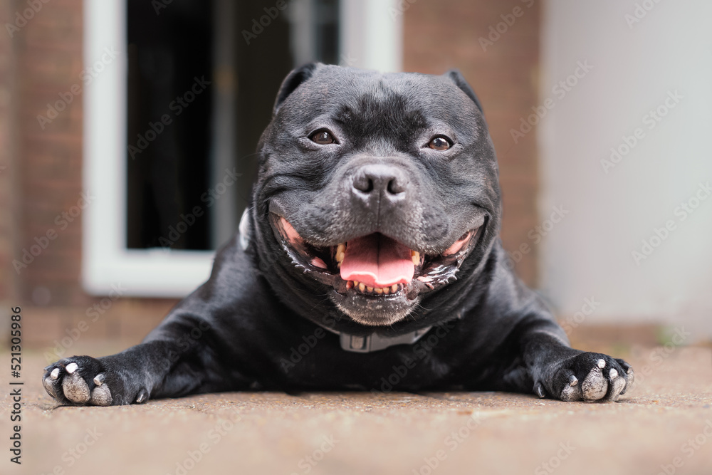 Canvas Prints Staffordshire Bull Terrier dog lying on the ground looking at the camera. He is happy and relaxed with a smile on his face. An open back door is behind him.