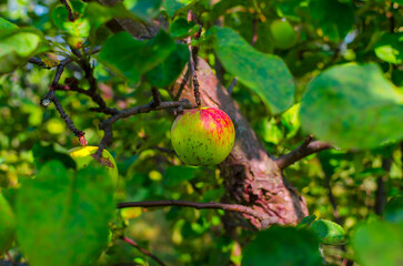 red green apple on a tree close up