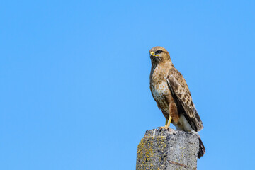 Common buzzard buteo buteo, in the wild