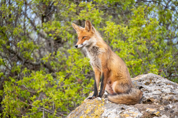 Naklejka na ściany i meble Red fox Vulpes vulpes on a beautiful background