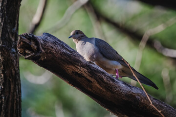 Mourning Dove on Branch