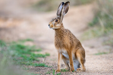 Wild European hare Lepus Europaeus sits on a country road - obrazy, fototapety, plakaty