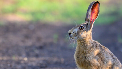Wild European hare Lepus Europaeus sits on a country road © Tatiana