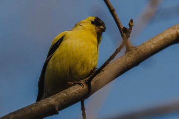 Goldfinch Close-Up