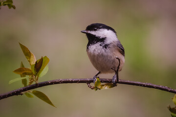 Black-capped Chickadee Close-Up