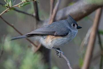 Side view of Tufted Titmouse