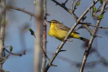 Palm Warbler with chest out.