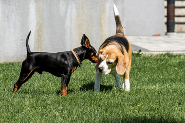 dwa psy przywitanie czarny i beagle