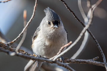 Close up of Tufted Titmouse