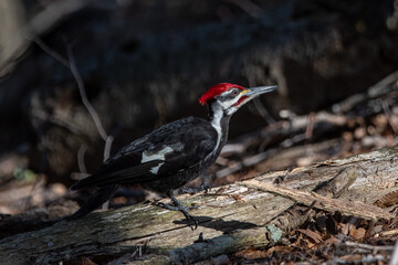 Pileated Woodpecker on fallen tree in sunlight.