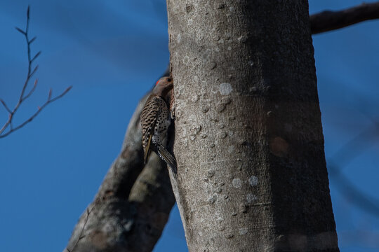 Red-bellied Woodpecker with head in hole in tree.