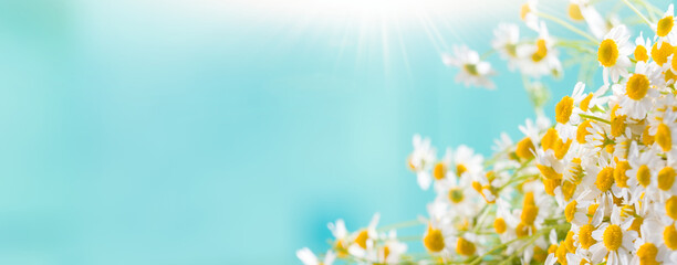 Fototapeta na wymiar Daisy flowers on blue blurred background