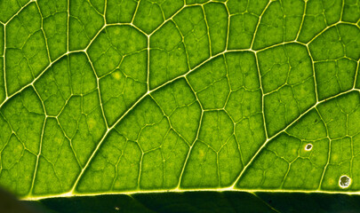 green leaf abstract close up