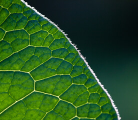 green leaf abstract close up