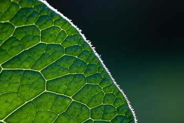 green leaf abstract close up