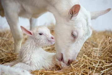 Fotobehang baby goat and mother © Sherry Lemcke