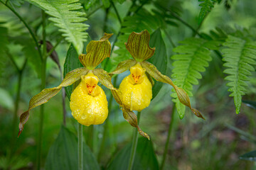 two yellow lady slippers
