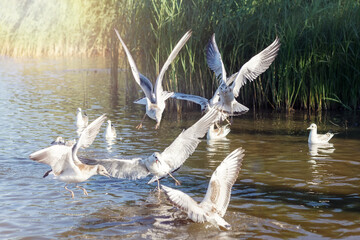 A flock of seagulls over the water. White birds in flight fighting for food
