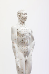 anatomical model with acupuncture chart