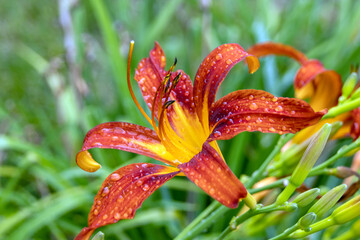 orange lily flower