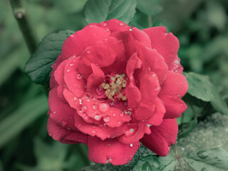 Roda silvestre en Verano